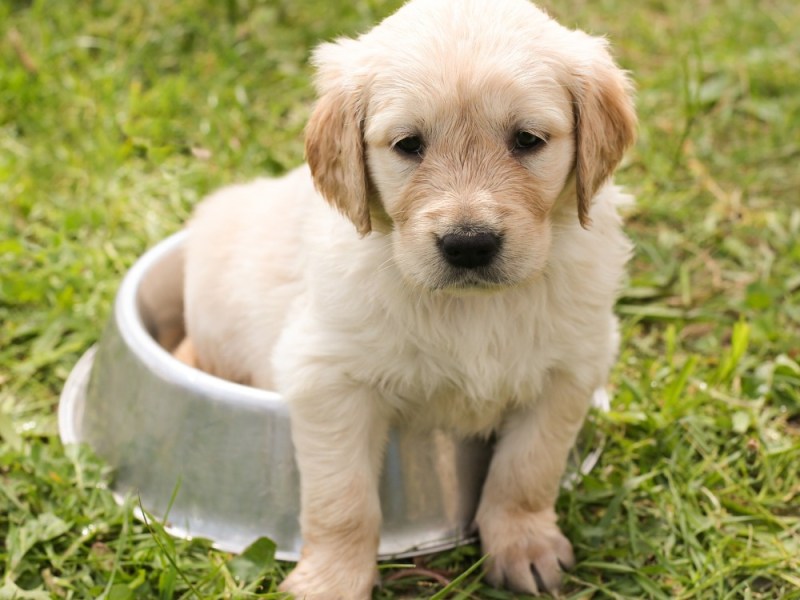 Golden retriever, perché si chiama&nbsp;così?