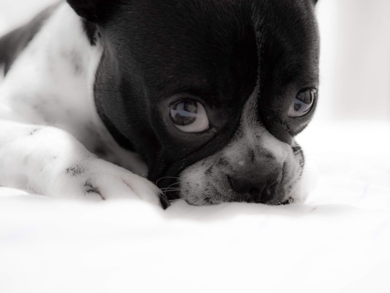 Bulldog, perché il nome include un&nbsp;toro?