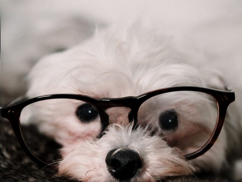 6 espressioni latine che ti fanno fare un&nbsp;figurone