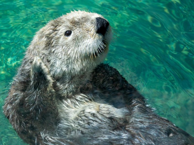 Un tuffo nel mondo tutt’altro che silenzioso delle&nbsp;lontre