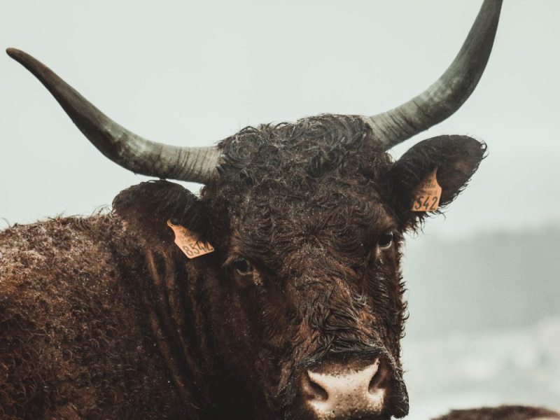 Tagliare la testa al toro: significato e&nbsp;origine